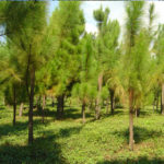 seguros forestales