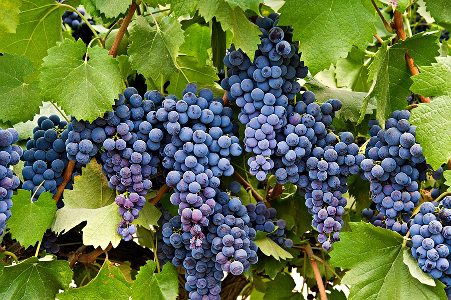 Uva merlot seguros natalia plaza agente en vilanova i la geltru agroseguro