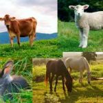 ganaderia varia agroseguro segurosnataliaplaza.com