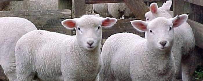 granja ovino ovejas seguros natalia plaza agente en vilanova i la geltru agroseguro